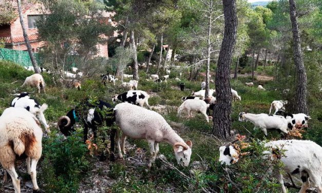 Una lluita continuada contra els incendis forestals