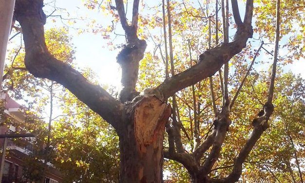 Els arbres de Begues, un orgull i una responsabilitat